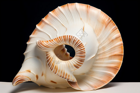 漂亮的海螺背景图片
