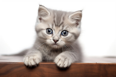 桌旁的可爱小猫背景图片