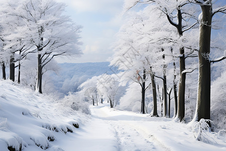 白雪覆盖的山林图片