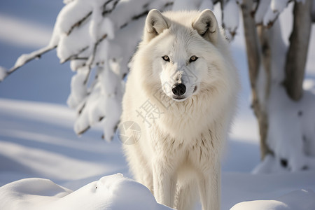 雪山中孤独的白狼图片