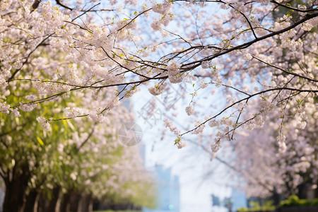 春日如画的樱花盛开高清图片
