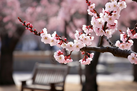 春季樱花盛开的美丽景观图片