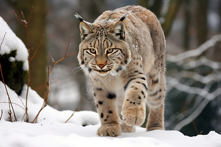 雪中行走的猞猁高清图片