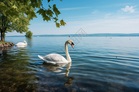 湖中觅食的天鹅背景图片