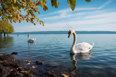 宁静湖泊中的天鹅背景图片