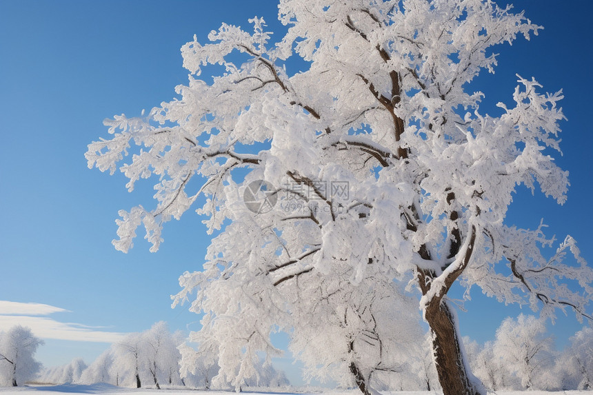 冬天雪后森林里的树木图片