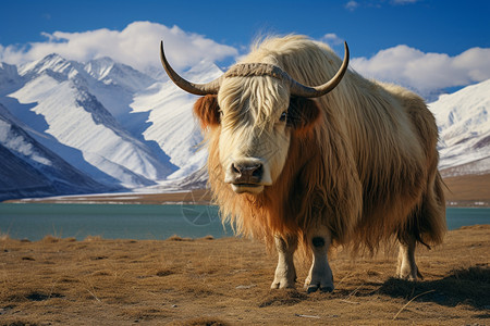 高原上的牦牛动物图片