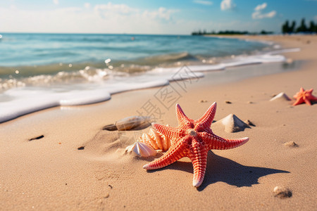 夏天沙滩上的贝壳和海螺背景图片