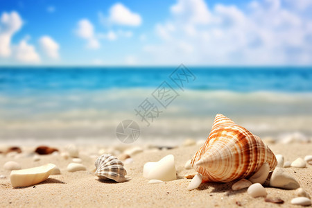 沙滩生物夏日海滩上的贝壳奇遇背景
