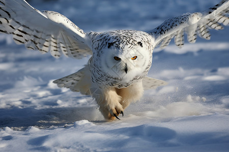 雪地里的猫头鹰图片