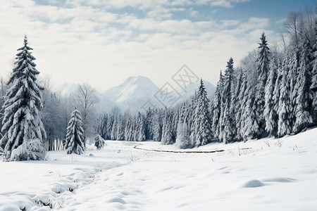 美丽的白雪森林景观图片