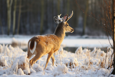 雪地麋鹿装饰画奔跑的小鹿背景