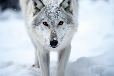 野生肉食动物的孤狼图片
