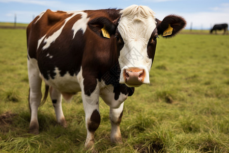 自由的奶牛背景图片