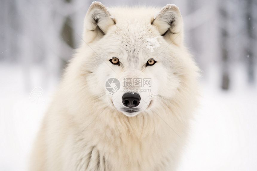 雪地中的野生白狼图片