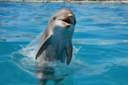跳跃的海豚背景图片