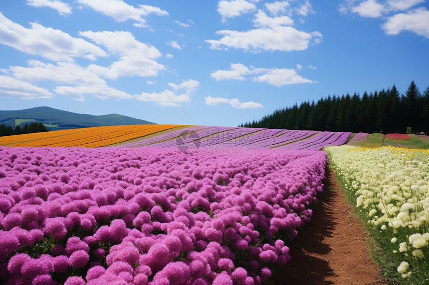 田野间的绚烂花海图片