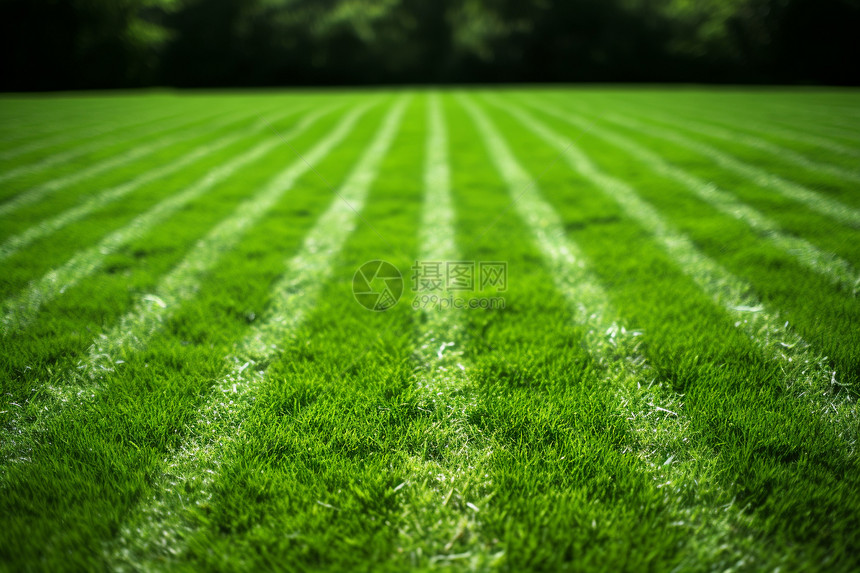 绿草如茵的足球场图片