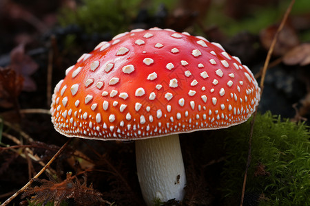 红色毒蘑菇模糊红磨坊高清图片