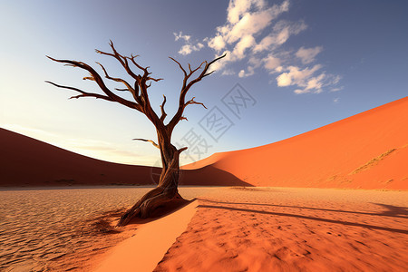 孤独的沙漠景观中的一棵孤零零的树高清图片