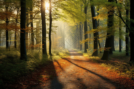秋日森林里的阳光小径背景图片