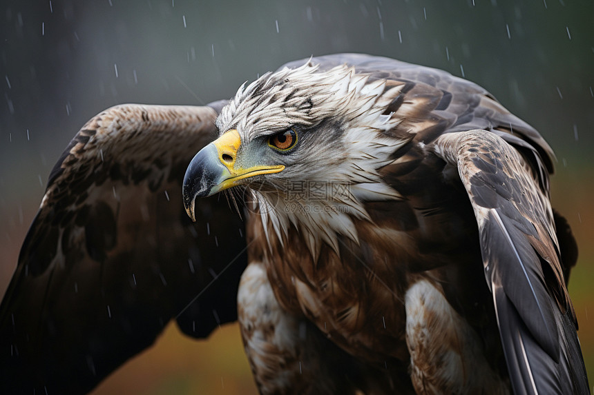 雨天张开翅膀的老鹰图片