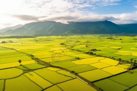 蓝天下的稻田背景