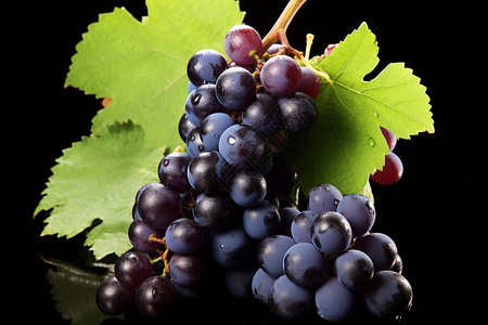 新鲜成熟的葡萄背景图片