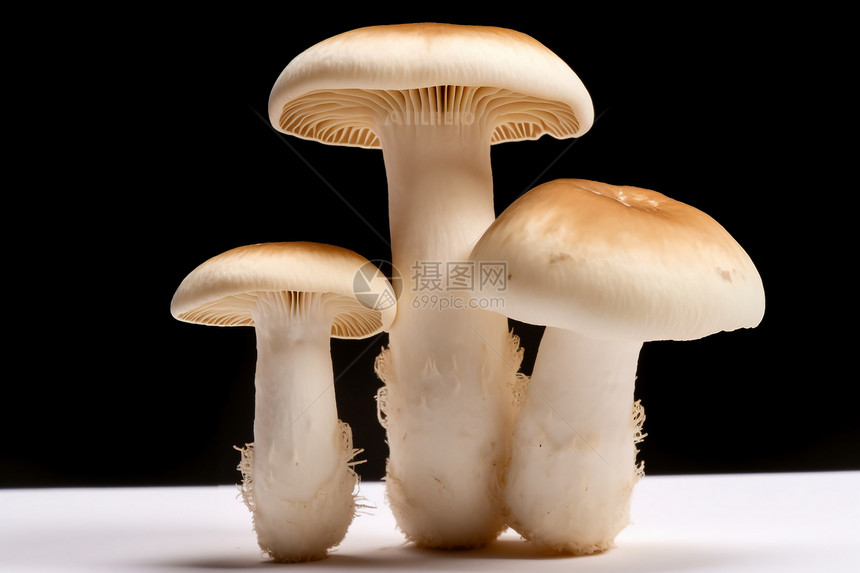 鲜美的蘑菇图片