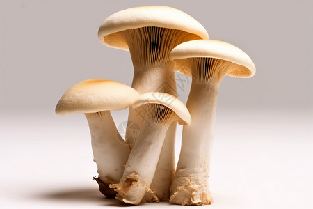 新鲜蘑菇背景图片