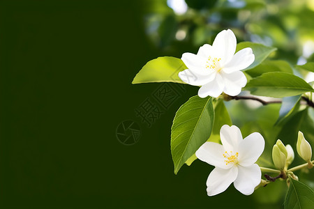 植物芳香芳香的栀子花背景