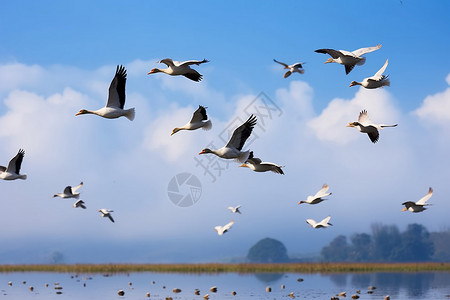 湖边的树林上空飞过的一群鸟图片