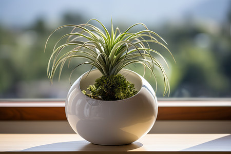 玻璃花盆窗前花盆里的植物背景