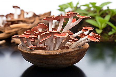 种植的菌菇药材高清图片