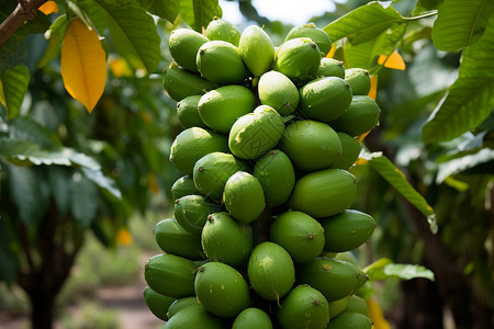 种植的水果木瓜果园高清图片