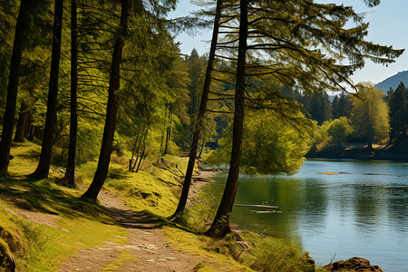 湖畔绿树掩映下的小径图片
