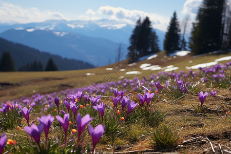 山间的紫色野花背景图片