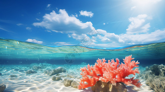 海底世界的红珊瑚背景图片