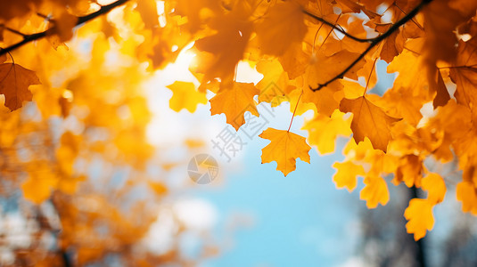 秋日里的树叶秋日里的自然风光背景