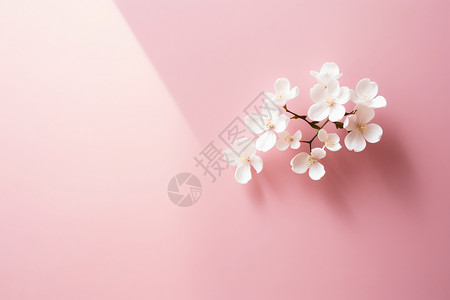 墙上的白色花卉背景图片