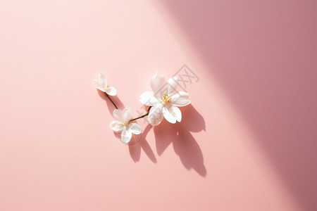 清新素雅的白色花卉墙面图片