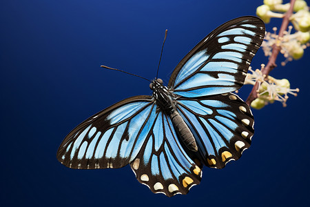 蓝蝴蝶与花共舞背景图片
