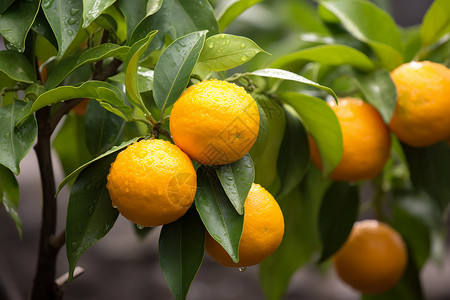 丰收之树柑橘栽培高清图片