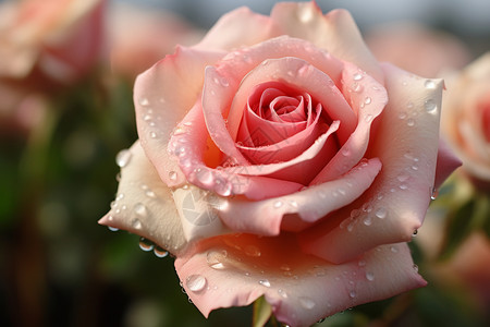 粉色玫瑰的浪漫花朵图片