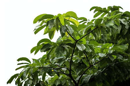 夏季绿林背景图片