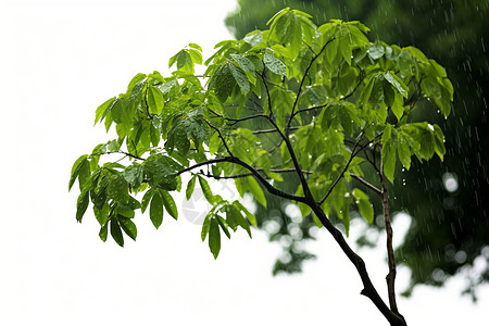 雨中的一颗小树图片