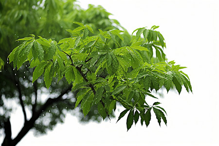 枝叶茂密大树树上的枝叶背景