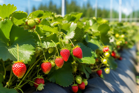 田园农业草莓植物图片