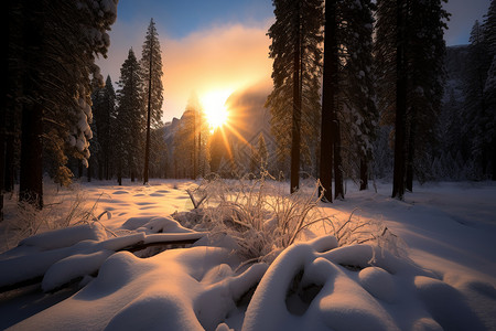 林间夕阳下的雪景图片