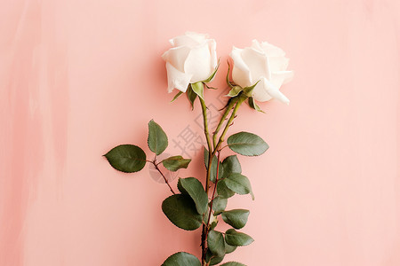 美丽的白玫瑰图片